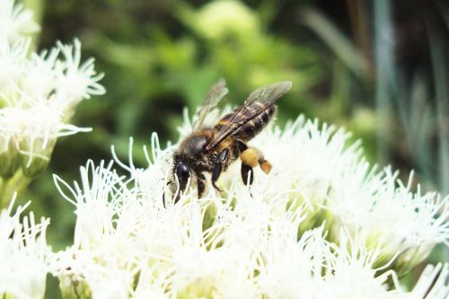 bee honey bee sting
