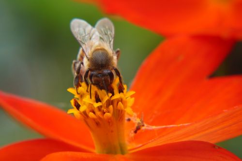 bee pollination flower