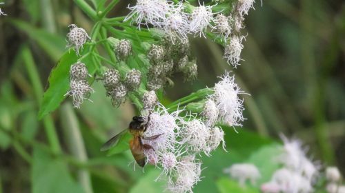 bee flower honey