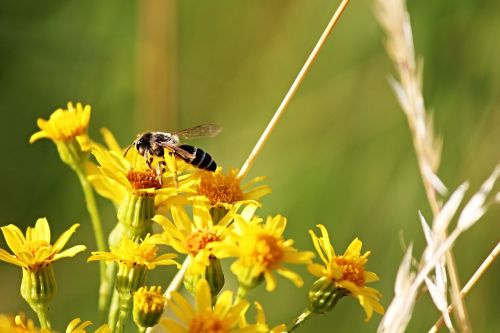 bee flowers yellow
