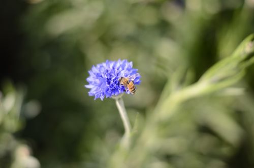 bee flower plant