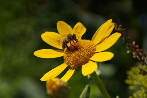 bee close yellow