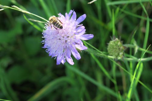 bee flower nature