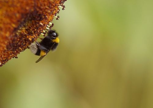 bee nectar nature