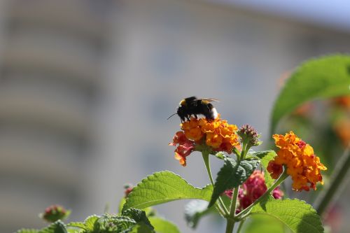 bee flower spring