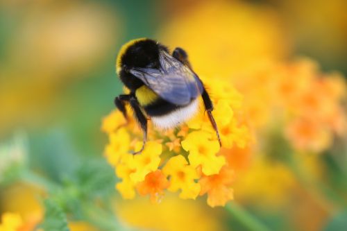 bee flower spring