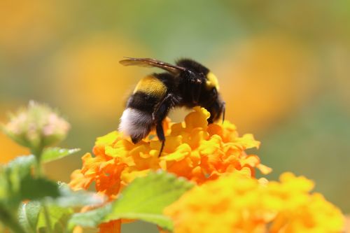 bee flower spring