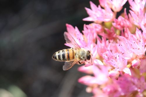 bee blossom bloom