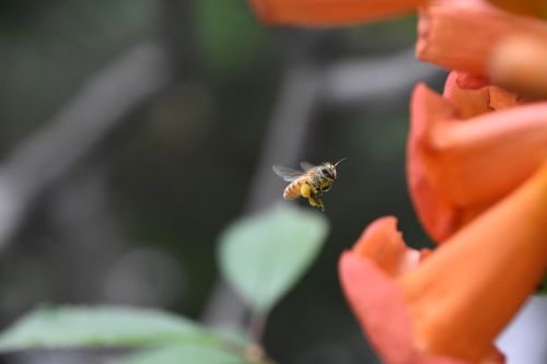 bee red flowers fly