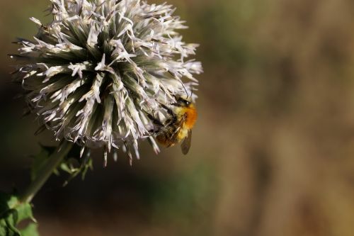 bee flower macro