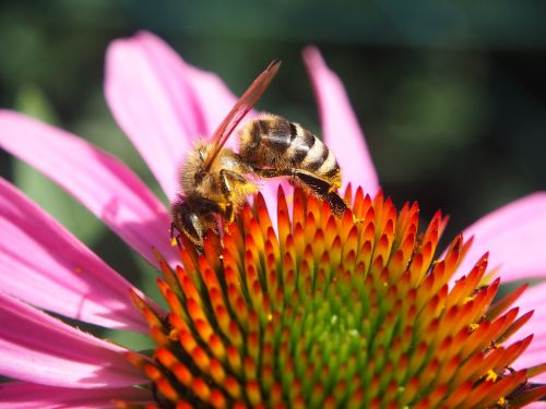 bee garden insect