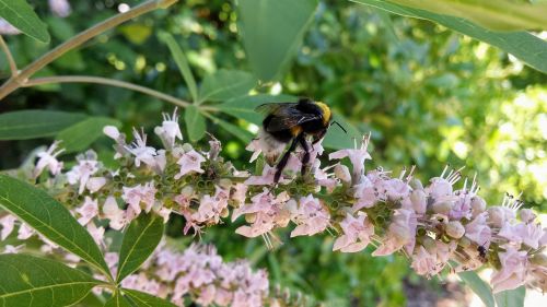 bee nature bees