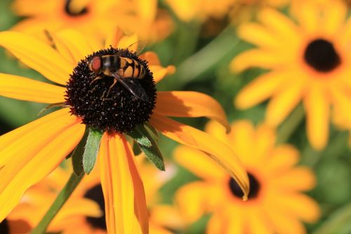 bee wildflower flower