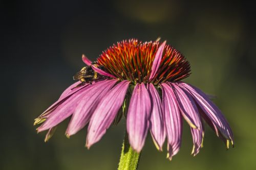 bee flower violet