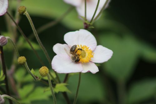 bee white flower petals