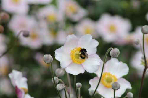 bee white flower petals