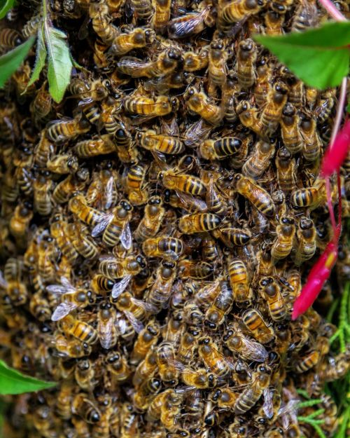 bee swarm honey