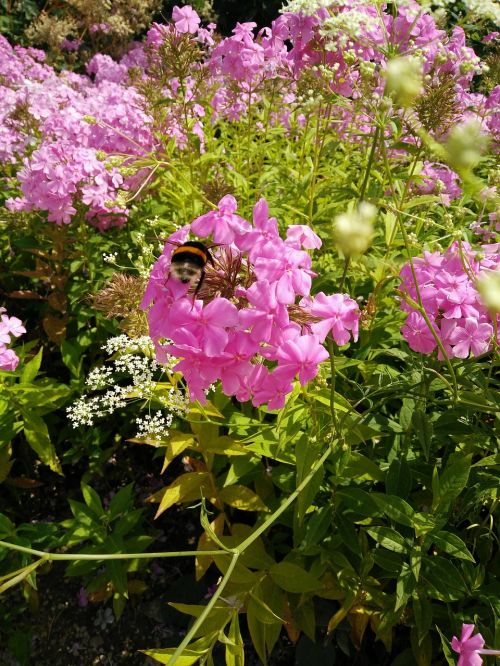 bee summer flowers