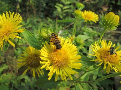 bee flowers yellow