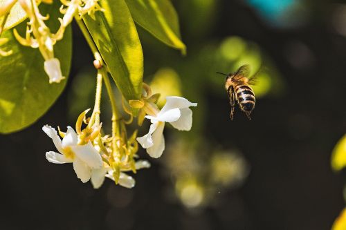 bee insect animal