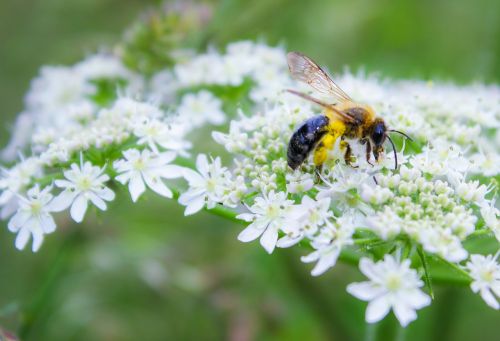 bee insect flower