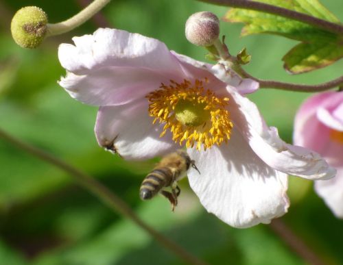 bee flower summer