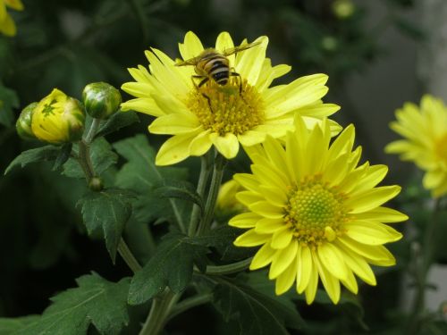 bee flowers chrysanthemum