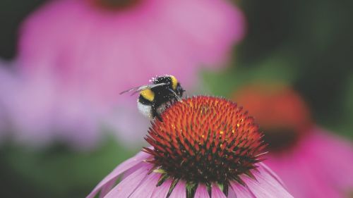 bee insect macro