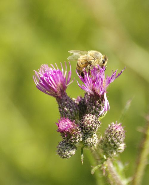 bee thistle summer