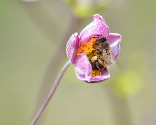 bee flower forage