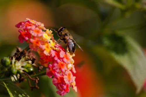 bee insect animal