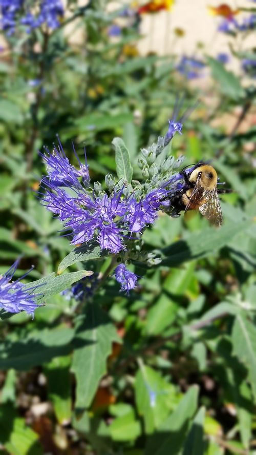 bee butterfly bush purple