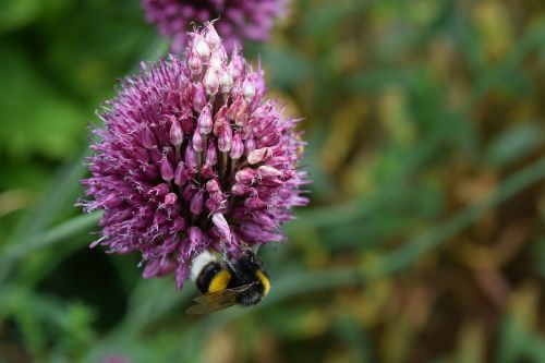 bee flower garden