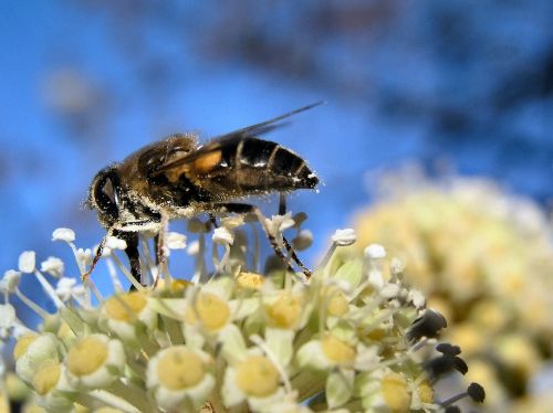 bee insect pollen