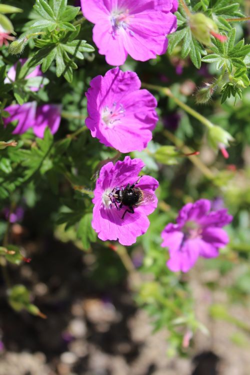 bee flower pink