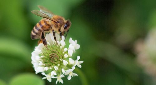 bee flower nature