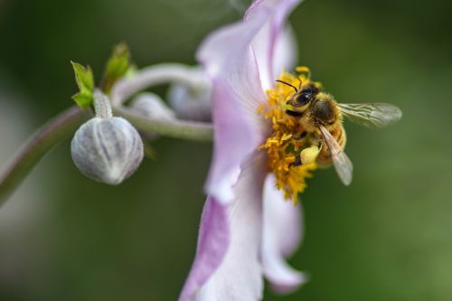 bee flower forage