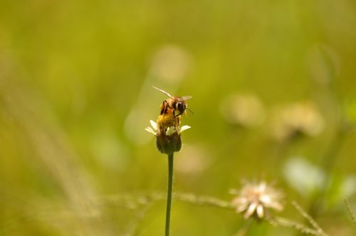 bee flower green