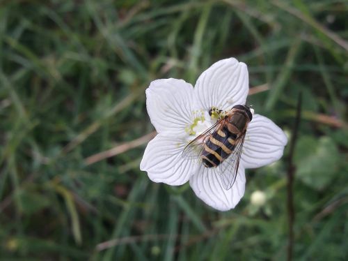 bee flower grass