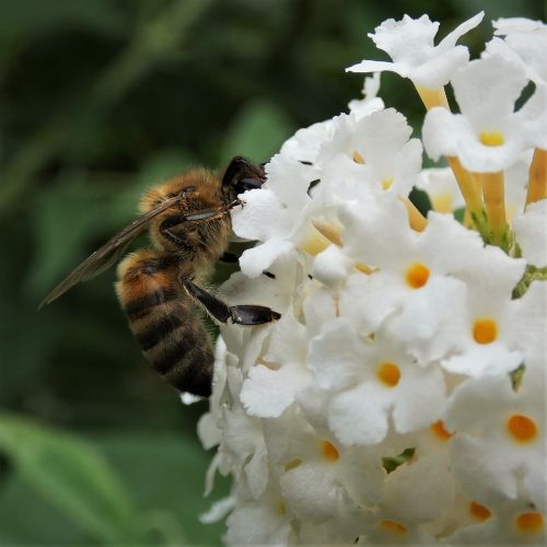 bee nectar blossom