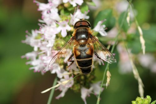 bee flower pollination