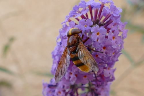 bee bug nectar