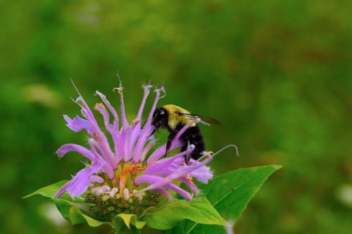 bee bumble bee flower