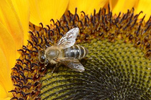 bee insect close