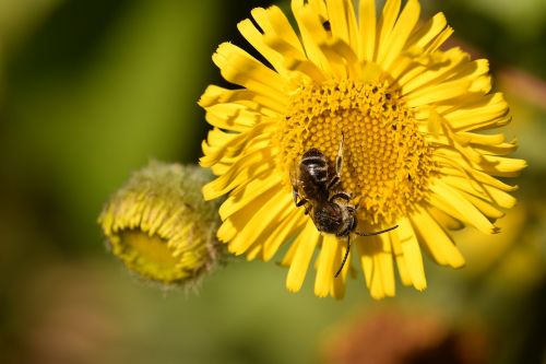 bee bee wild flower