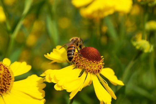 bee blossom bloom