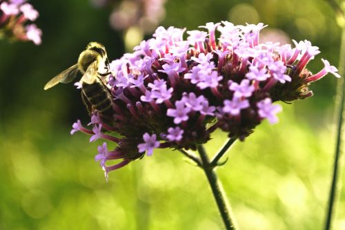 bee blossom bloom