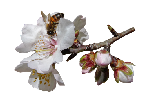 bee on blossom pollen