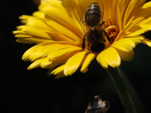 bee honey foraging