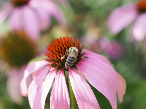 bee honey foraging